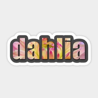 dahlia blossoms in pink Sticker